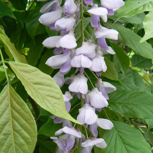 Blue Sapphire Wisteria: Wisteria sinensis - 3GAL Pot