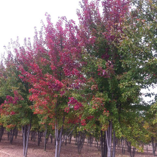 Autumn Blaze Maple: Acer x freemanii 'Jeffersred'