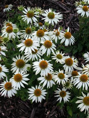 White Swan Coneflower: Echinacea purpurea - 2GAL Pot