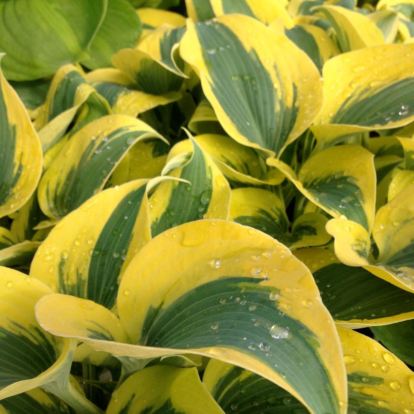 Autumn Frost: Hosta - 1GAL Pot