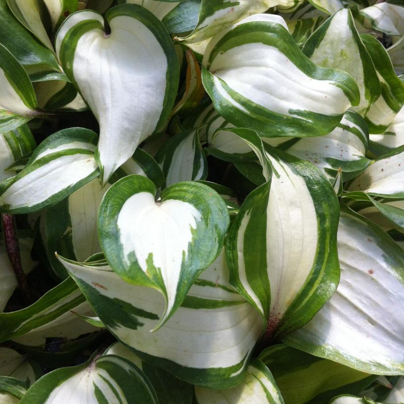 Raspberry Sundae Williams: Hosta - 1GAL Pot