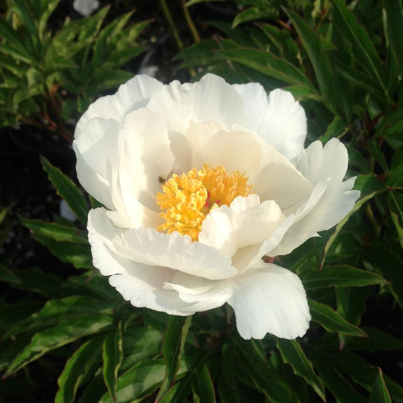 Jan Van Leeuwen Peony: Paeonia lactiflora - 1GAL Pot