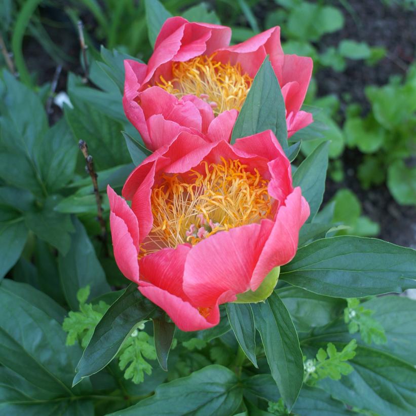 Flame Peony: Paeonia - 1GAL Pot