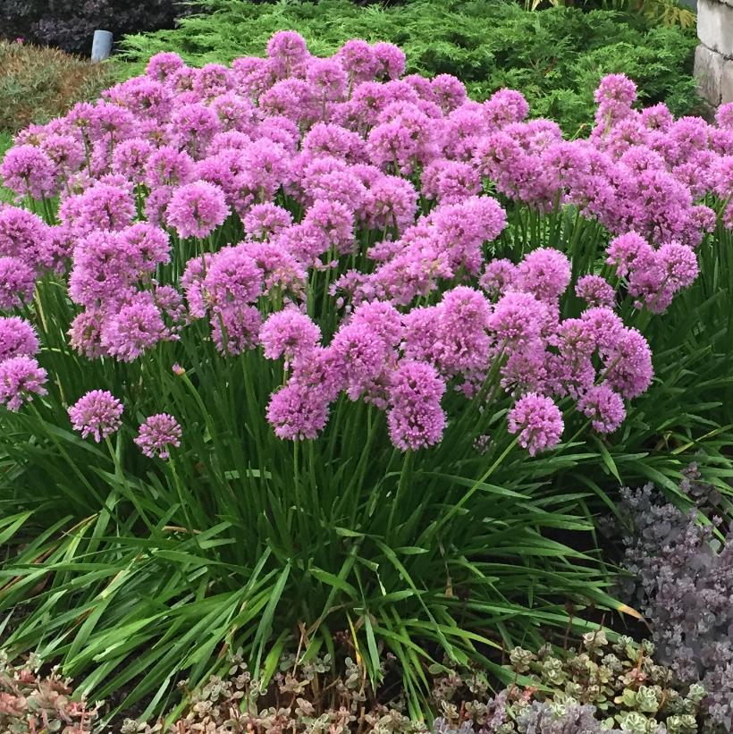 Millennium Flowering Onion: Allium - 1GAL Pot