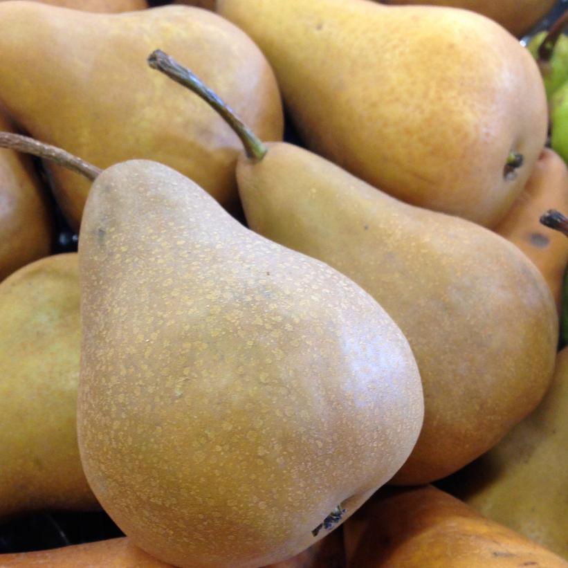 Bosc Pear: Pyrus communis - 15MM Caliper