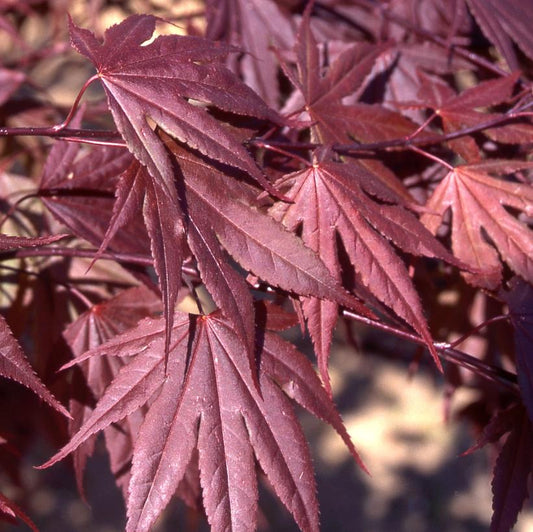 Crimson Prince Japanese Maple: Acer palmatum 'Crimson Prince'