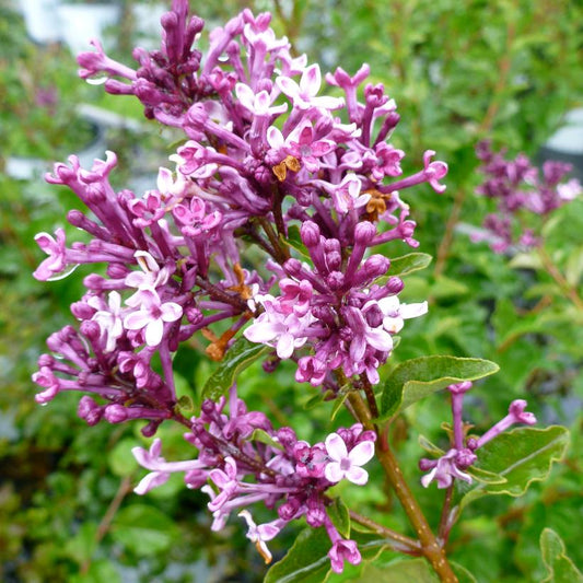 Bloomerang Dark Purple Lilac Treeform: Syringa