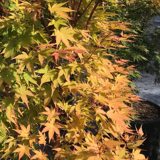 Coral Bark Japanese Maple: Acer palmatum 'Sango Kaku' - 10GAL Pot 150CM Tall