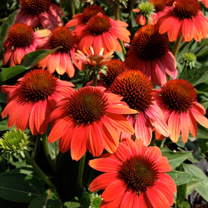 Hot Coral Coneflower: Echinacea 'Balsomcor' - 1GAL Pot
