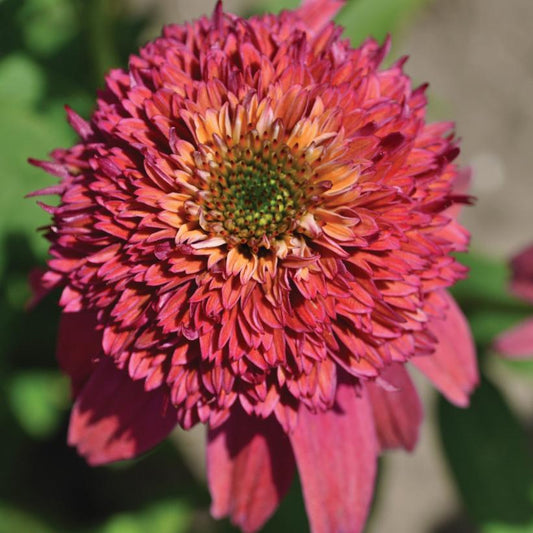 Bubble Gum Coneflower: Echinacea Dbl Scp - 1GAL Pot