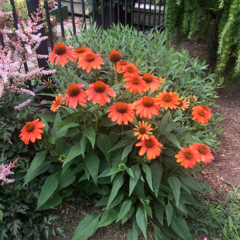 Flamenco Orange Coneflower: Echinacea - 1GAL Pot