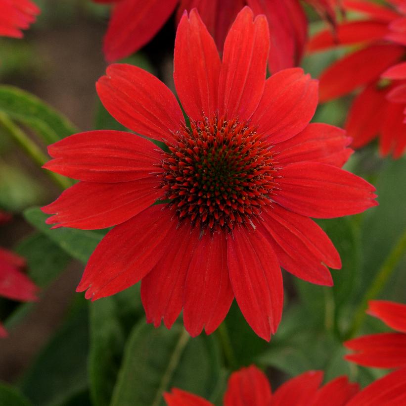 Salsa Red Coneflower: Echinacea - 1GAL Pot