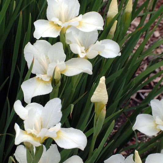 White Swirl: Iris sibirica - 1GAL Pot