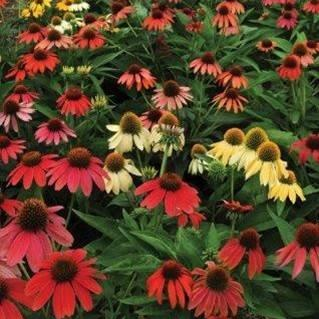 Cheyenne Spirit Coneflower: Echinacea - 1GAL Pot