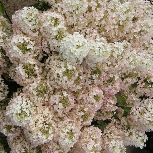 Bobo Hydrangea: Hydrangea paniculata 'Ilvobo' - 2GAL Pot