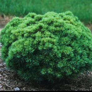Sea Urchin Pine: Pinus strobus - BBC Pot 50CM Tall