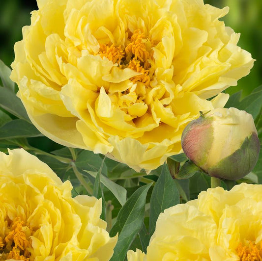 Yellow Crown Intersectional Peony: Paeonia itoh - 3GAL Pot