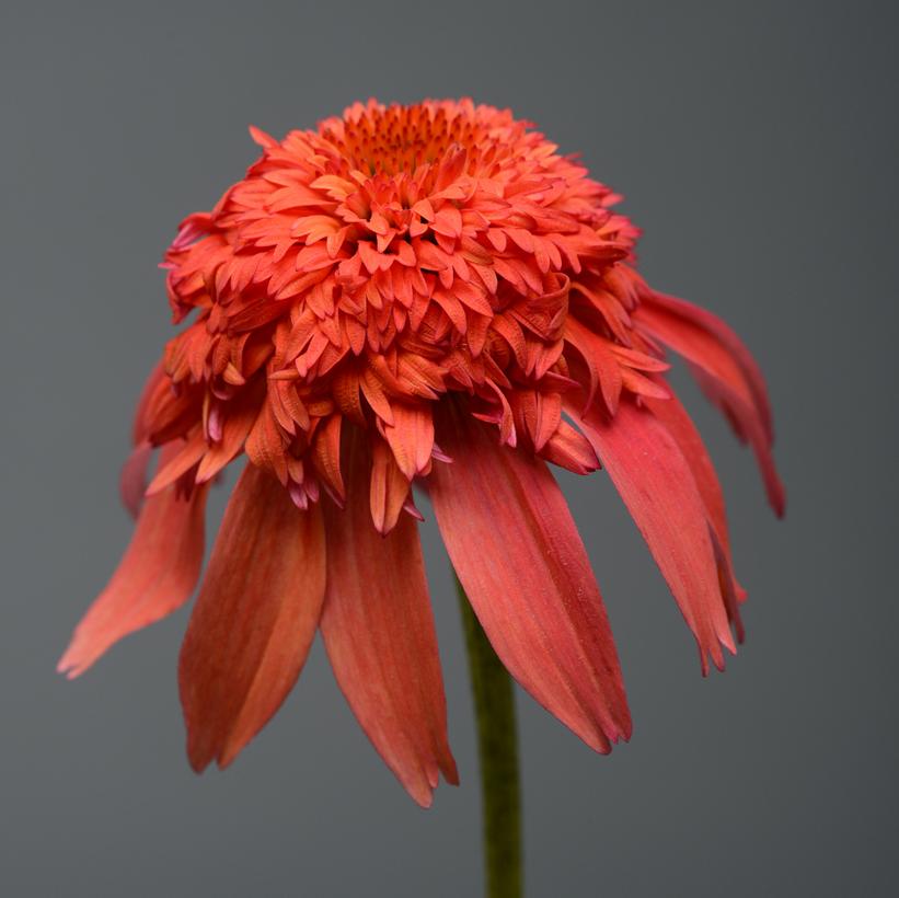 Mandarin Coneflower: Echinacea - 1GAL Pot