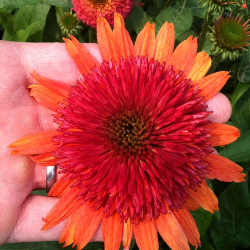 Orangeberry Coneflower: Echinacea Dbl Scp - 1GAL Pot