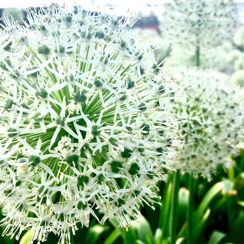 Mount Everest Flowering Onion - Bulb in Pot: Allium - 1GAL Pot
