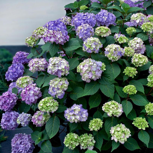 Bloomstruck Hydrangea: Hydrangea macrophylla