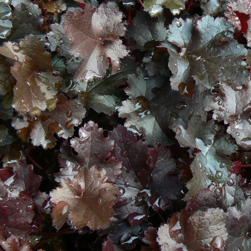 Black Beauty Coral Bells: Heuchera - 1GAL Pot