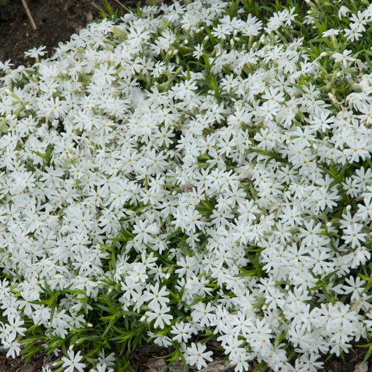 Snowflake Moss: Phlox subulata - 1GAL Pot