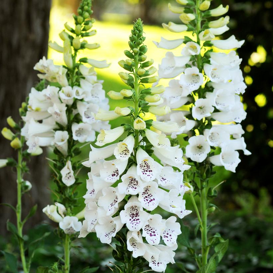 Dalmatian White Foxglove: Digitalis purpurea - 1GAL Pot