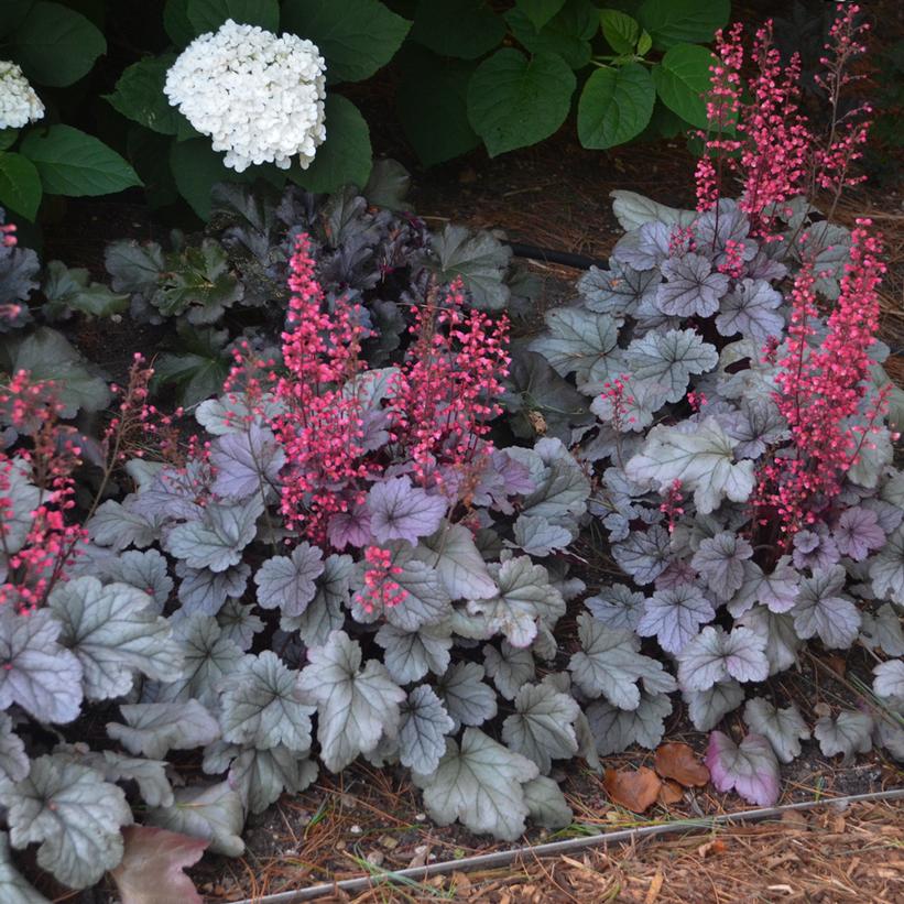 Silver Gumdrop Coral Bells: Heuchera - 1GAL Pot