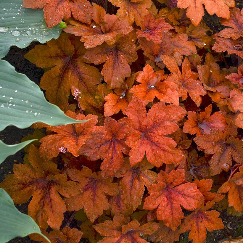 Pumpkin Spice Foamy Bells: Heucherella - 1GAL Pot