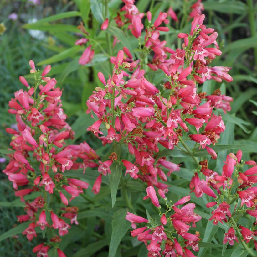 Red Riding Hood Beardtongue: Penstemon schmidel - 1GAL Pot