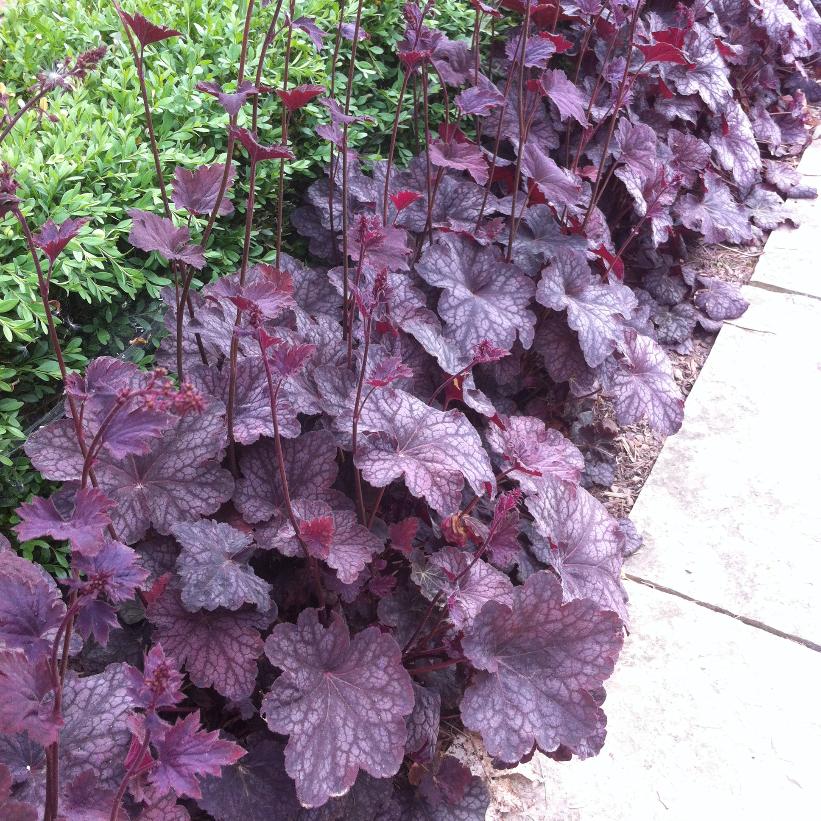Plum Pudding: Heuchera - 1GAL Pot