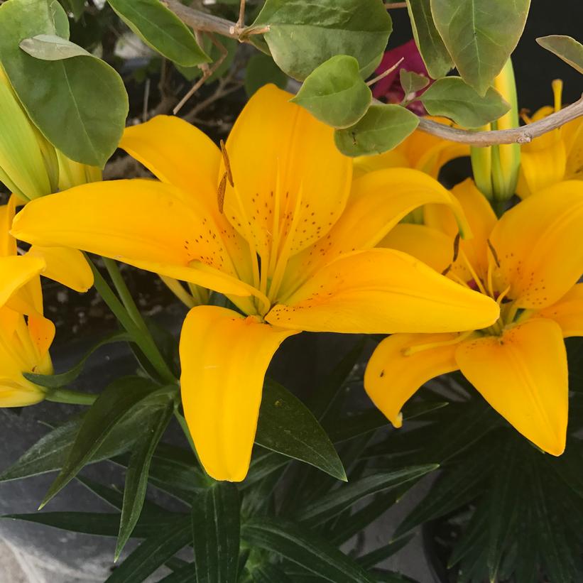 Tiny Bee Lily: Lilium - 1GAL Pot