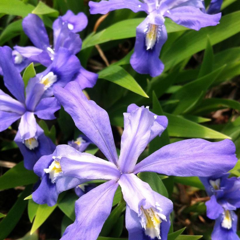 Mystery 1 Gallon Perennial 6 Pack