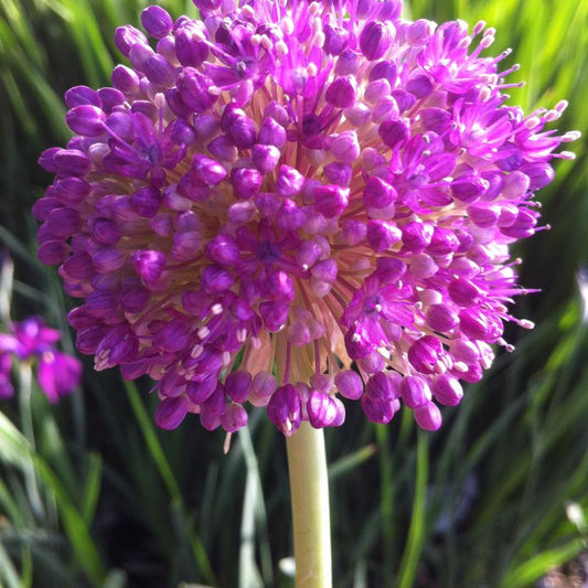 Giant Flowering Onion - Bulb in Pot: Allium Giganteum - 1GAL Pot