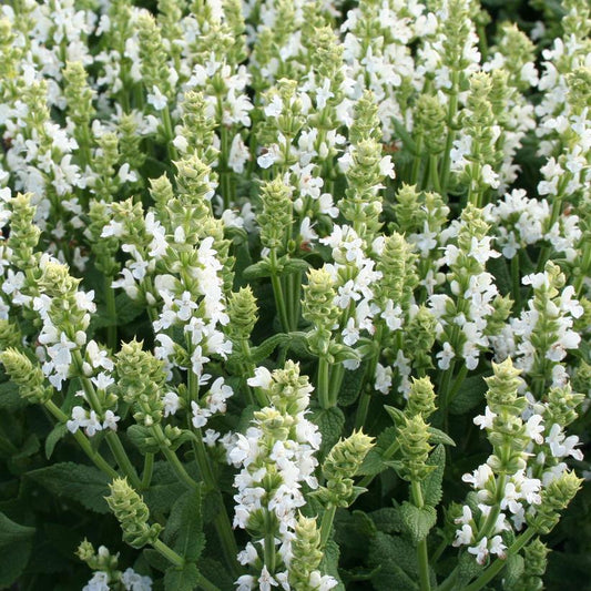 Sensation White: Salvia nemorosa - 1GAL Pot