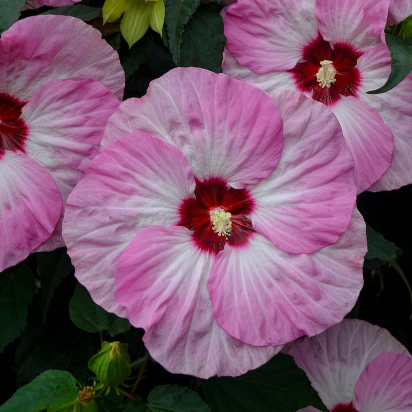 Spinderella: Hibiscus - 3GAL Pot