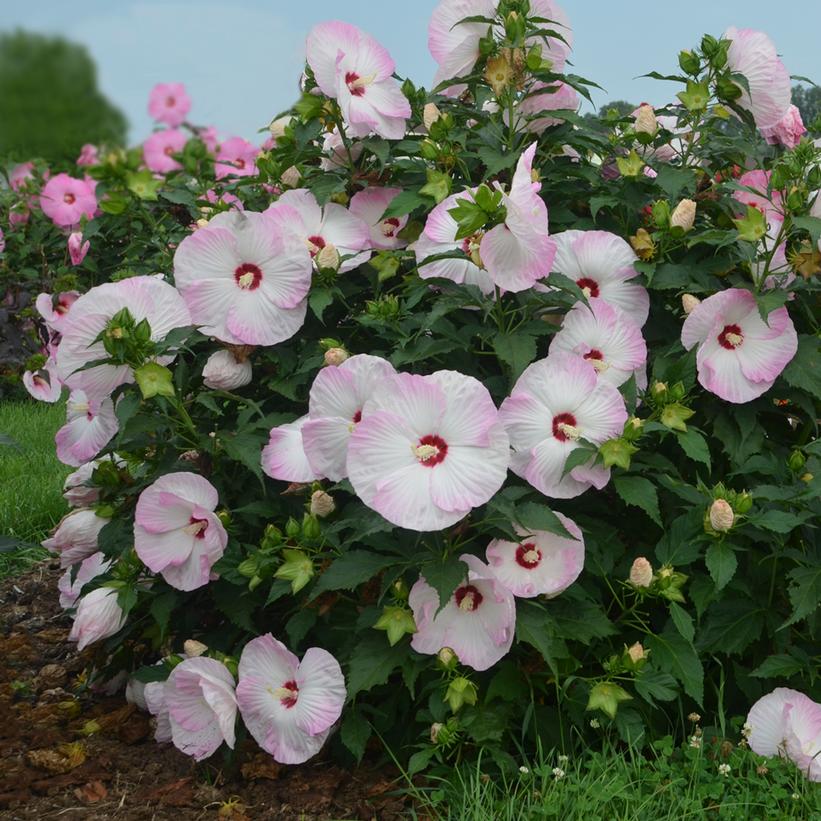 Ballet Slippers: Hibiscus - 3GAL Pot