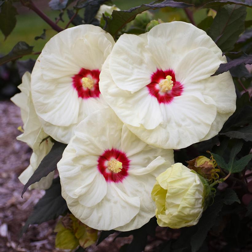 French Vanilla: Hibiscus - 3GAL Pot