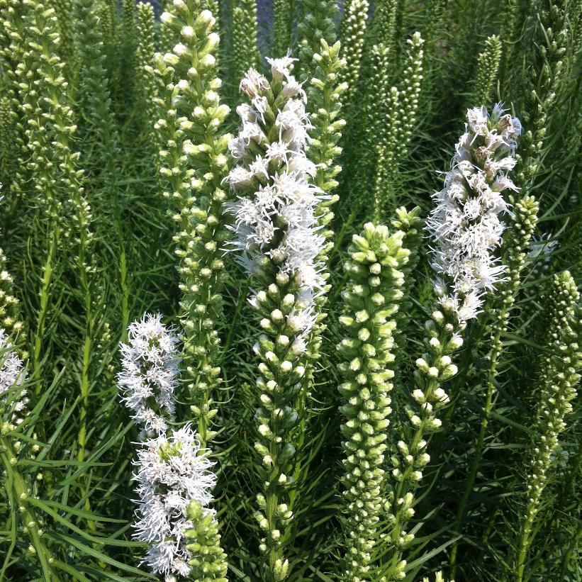 Floristan White Gayfeather: Liatris spicata - 2GAL Pot
