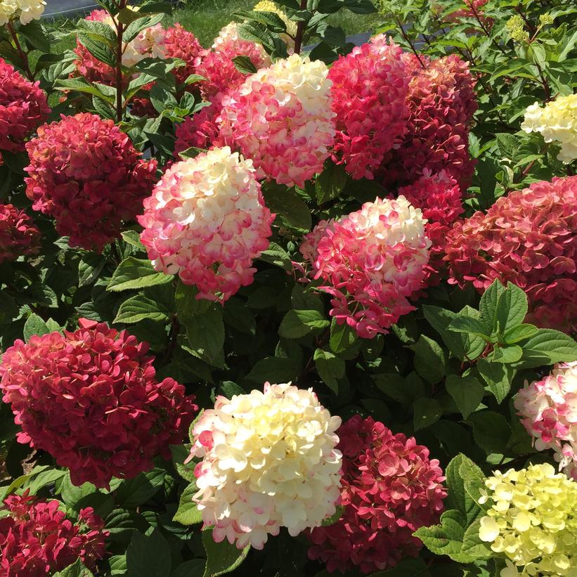 Little Lime Punch Panicle Hydrangea: Hydrangea paniculata - 2GAL Pot