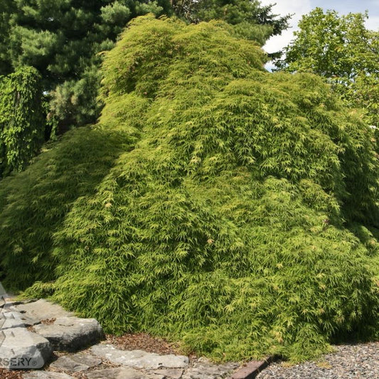 Green Cutleaf Japanese Maple: Acer palmatum disectum 'Viridis'