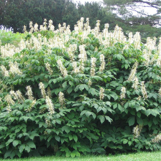 Bottlebrush Buckeye: Aesculus parviflora