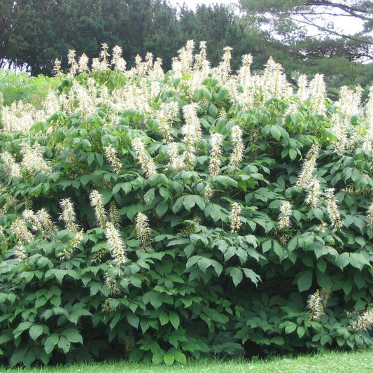 Bottlebrush Buckeye: Aesculus parviflora - 7GAL Pot 100CM Tall