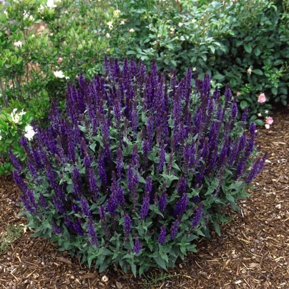 Mystery 1 Gallon Perennial 6 Pack