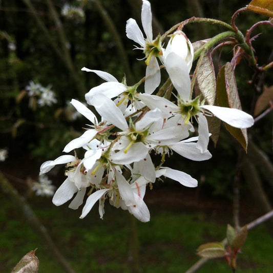 Canadian Serviceberry Tree: Amelanchier canadensis - 20 Inch Pot - 9 Foot Tall