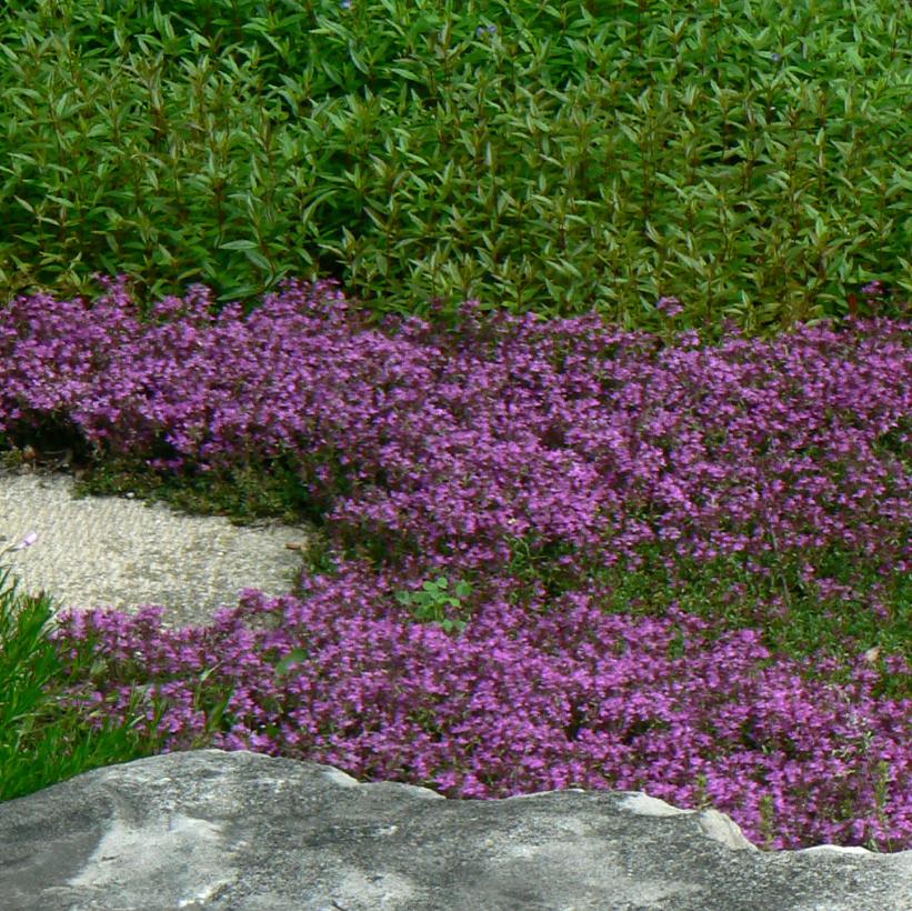 Creeping Thyme: Thymus serpyllum 'Coccineus' - 10CM Pot