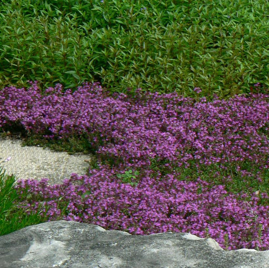 Creeping Thyme: Thymus serpyllum 'Coccineus' - 10CM Pot