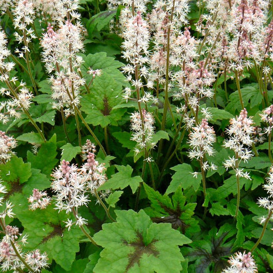 Sugar and Spice Foamflower: Tiarella - 1GAL Pot