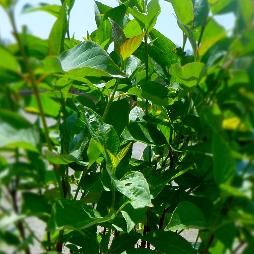 Red Osier Dogwood: Cornus sericea